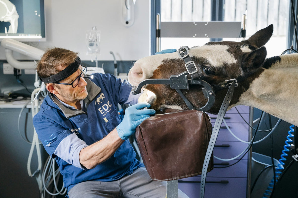 Chris Pearce - Equine Dental Clinic