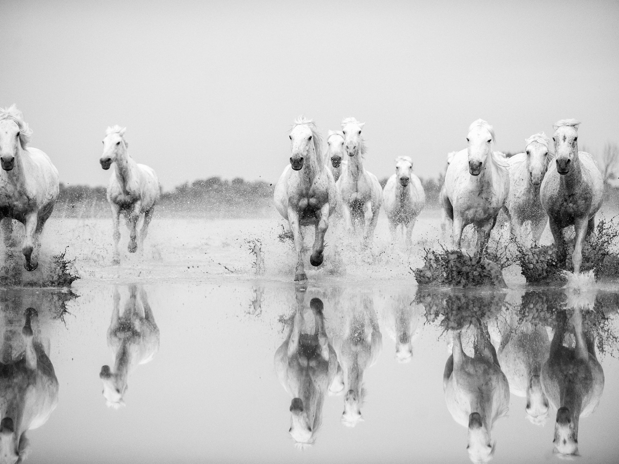 "Horses in full stride, charging through the water with fierce determination, captured in striking black and white."