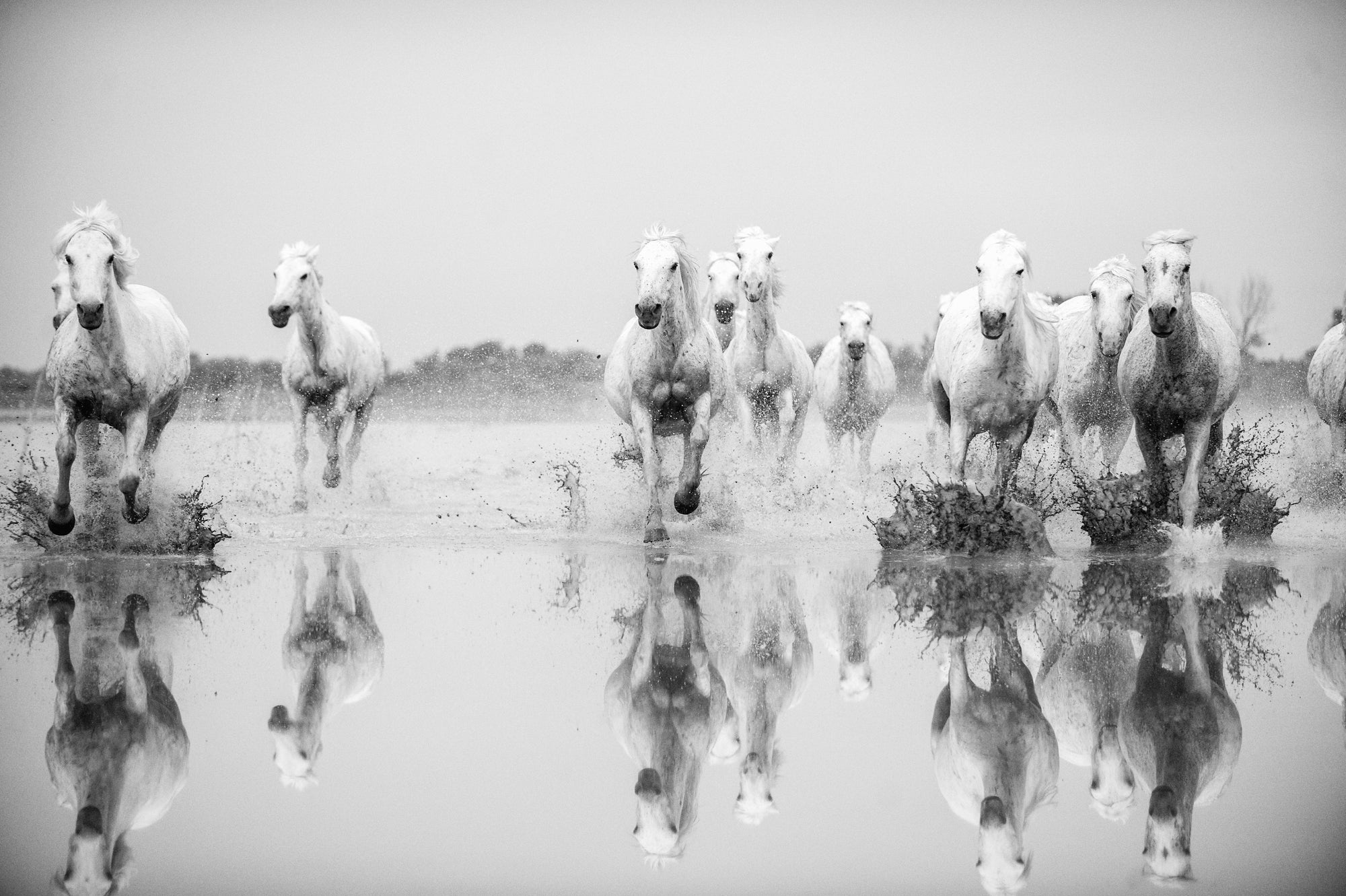 Artful Abundance: Complimentary Equestrian Prints