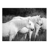 Carmargue Artful Abundance Collection - Set of 6 Prints