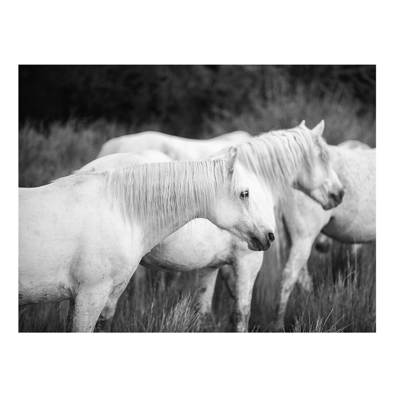 Carmargue Artful Abundance Collection - Set of 6 Prints
