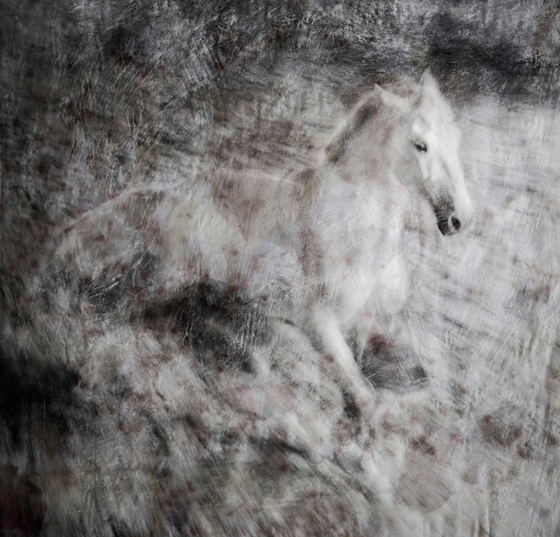 Majestic Equus - Dance