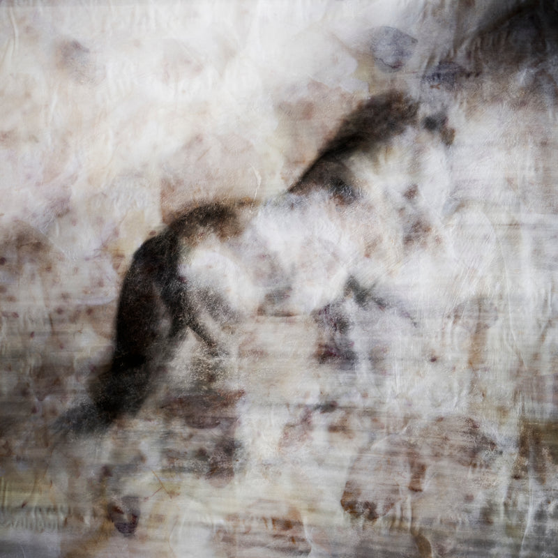 Majestic Equus - Dawn