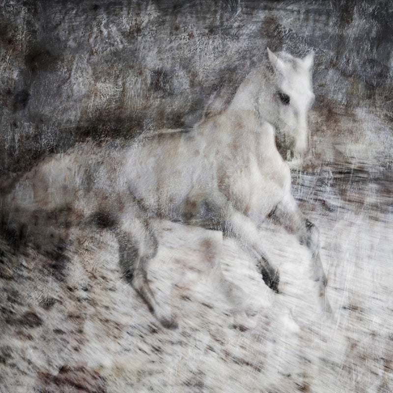 Majestic Equus - Eclipse