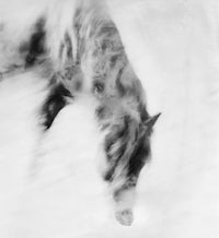 Equus Freedom X - Framed Hand-Waxed Fine Art Print