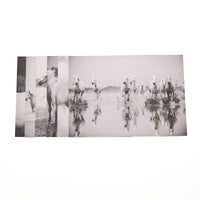 Camargue - Mixed Pack of 5 Horse Prints