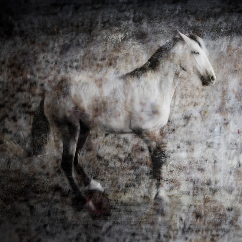 Majestic Equus - Grace