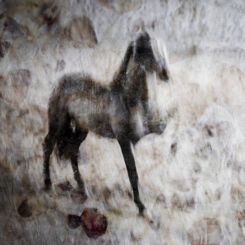 Majestic Equus - Noble