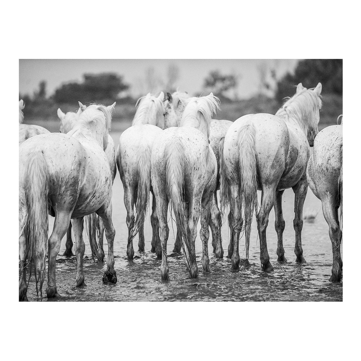 Camargue VI