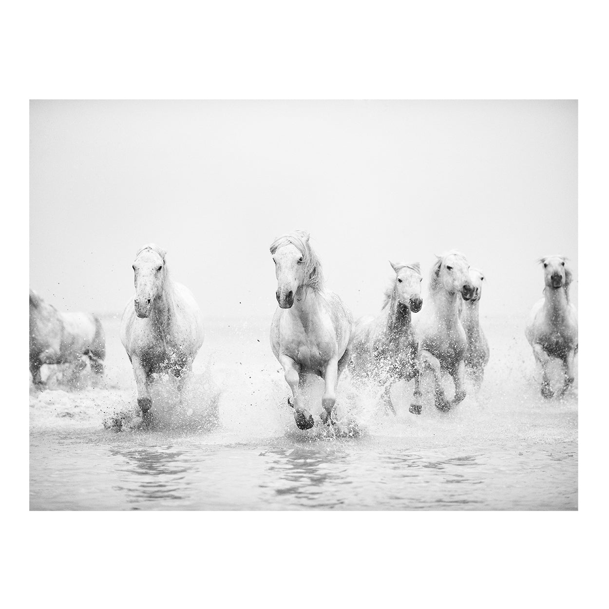 Camargue XIII